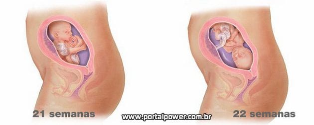 Semanas 21 e 22 de gestação Semanas 21 e 22 de gestação